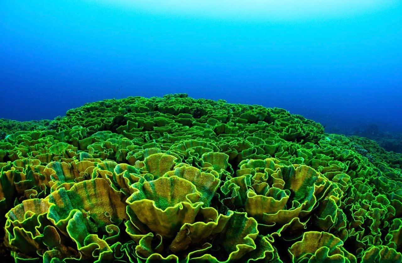 Sanctum Una Una Eco Dive Resort Pulau Unauna Exterior foto